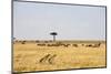 Wildebeest, Masai Mara, Kenya-Sergio Pitamitz-Mounted Photographic Print