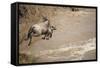 Wildebeest Migration in Masai Mara Game Reserve, Kenya-Paul Souders-Framed Stretched Canvas