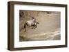 Wildebeest Migration in Masai Mara Game Reserve, Kenya-Paul Souders-Framed Photographic Print