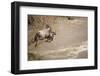 Wildebeest Migration in Masai Mara Game Reserve, Kenya-Paul Souders-Framed Photographic Print