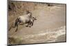 Wildebeest Migration in Masai Mara Game Reserve, Kenya-Paul Souders-Mounted Photographic Print