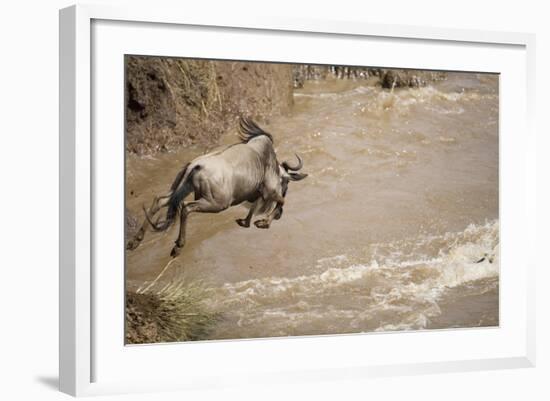 Wildebeest Migration in Masai Mara Game Reserve, Kenya-Paul Souders-Framed Photographic Print