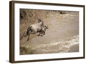 Wildebeest Migration in Masai Mara Game Reserve, Kenya-Paul Souders-Framed Photographic Print