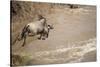 Wildebeest Migration in Masai Mara Game Reserve, Kenya-Paul Souders-Stretched Canvas