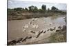 Wildebeest Migration in Masai Mara, Kenya-null-Stretched Canvas