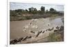 Wildebeest Migration in Masai Mara, Kenya-null-Framed Photographic Print