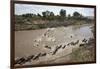 Wildebeest Migration in Masai Mara, Kenya-null-Framed Photographic Print