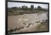 Wildebeest Migration in Masai Mara, Kenya-null-Framed Photographic Print