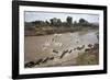 Wildebeest Migration in Masai Mara, Kenya-null-Framed Photographic Print