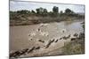 Wildebeest Migration in Masai Mara, Kenya-null-Mounted Photographic Print