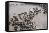 Wildebeest Migration, Masai Mara Game Reserve, Kenya-Paul Souders-Framed Stretched Canvas