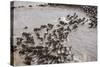 Wildebeest Migration, Masai Mara Game Reserve, Kenya-Paul Souders-Stretched Canvas