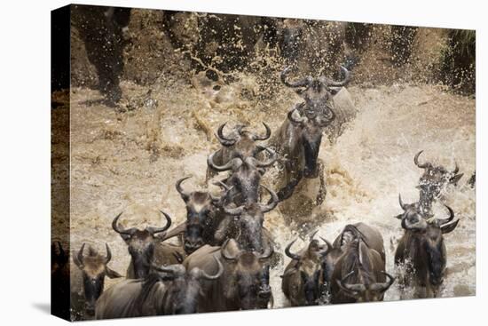 Wildebeest Migration, Masai Mara Game Reserve, Kenya-Paul Souders-Stretched Canvas