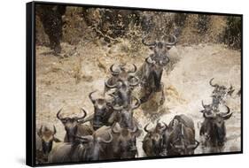 Wildebeest Migration, Masai Mara Game Reserve, Kenya-Paul Souders-Framed Stretched Canvas