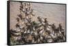 Wildebeest Migration, Masai Mara Game Reserve, Kenya-null-Framed Stretched Canvas