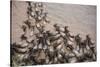 Wildebeest Migration, Masai Mara Game Reserve, Kenya-null-Stretched Canvas