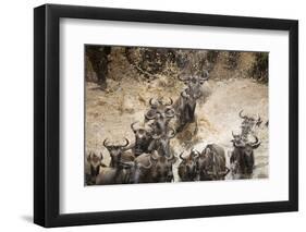 Wildebeest Migration, Masai Mara Game Reserve, Kenya-Paul Souders-Framed Premium Photographic Print