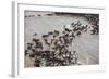 Wildebeest Migration, Masai Mara Game Reserve, Kenya-Paul Souders-Framed Photographic Print