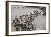 Wildebeest Migration, Masai Mara Game Reserve, Kenya-Paul Souders-Framed Photographic Print