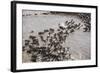 Wildebeest Migration, Masai Mara Game Reserve, Kenya-Paul Souders-Framed Photographic Print