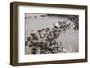 Wildebeest Migration, Masai Mara Game Reserve, Kenya-Paul Souders-Framed Photographic Print