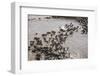 Wildebeest Migration, Masai Mara Game Reserve, Kenya-Paul Souders-Framed Photographic Print