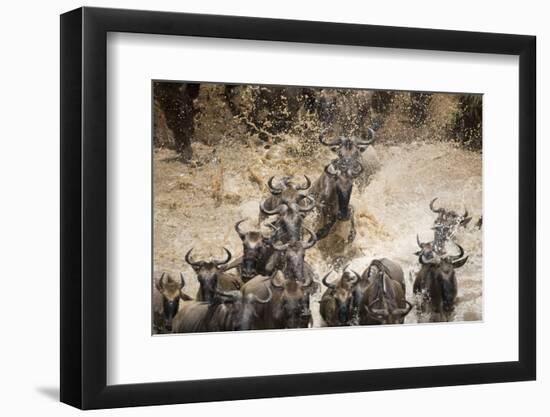 Wildebeest Migration, Masai Mara Game Reserve, Kenya-Paul Souders-Framed Photographic Print