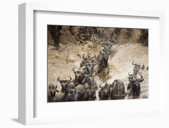 Wildebeest Migration, Masai Mara Game Reserve, Kenya-Paul Souders-Framed Photographic Print