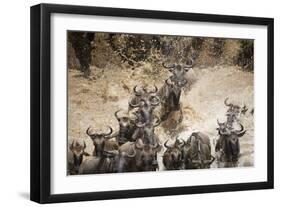 Wildebeest Migration, Masai Mara Game Reserve, Kenya-Paul Souders-Framed Photographic Print