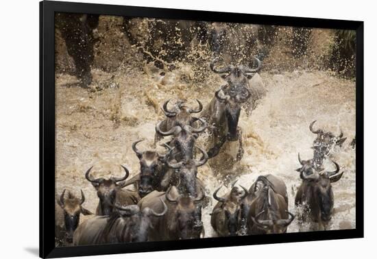Wildebeest Migration, Masai Mara Game Reserve, Kenya-Paul Souders-Framed Photographic Print