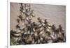 Wildebeest Migration, Masai Mara Game Reserve, Kenya-null-Framed Photographic Print