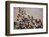 Wildebeest Migration, Masai Mara Game Reserve, Kenya-null-Framed Photographic Print