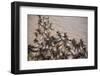 Wildebeest Migration, Masai Mara Game Reserve, Kenya-null-Framed Photographic Print