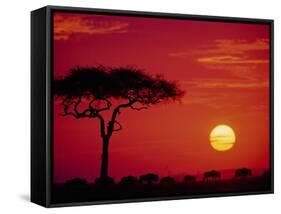 Wildebeest Migration, Masai Mara, Kenya-Dee Ann Pederson-Framed Stretched Canvas