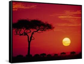 Wildebeest Migration, Masai Mara, Kenya-Dee Ann Pederson-Framed Stretched Canvas