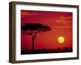 Wildebeest Migration, Masai Mara, Kenya-Dee Ann Pederson-Framed Premium Photographic Print