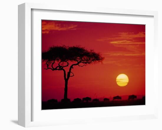 Wildebeest Migration, Masai Mara, Kenya-Dee Ann Pederson-Framed Premium Photographic Print