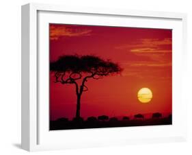 Wildebeest Migration, Masai Mara, Kenya-Dee Ann Pederson-Framed Premium Photographic Print