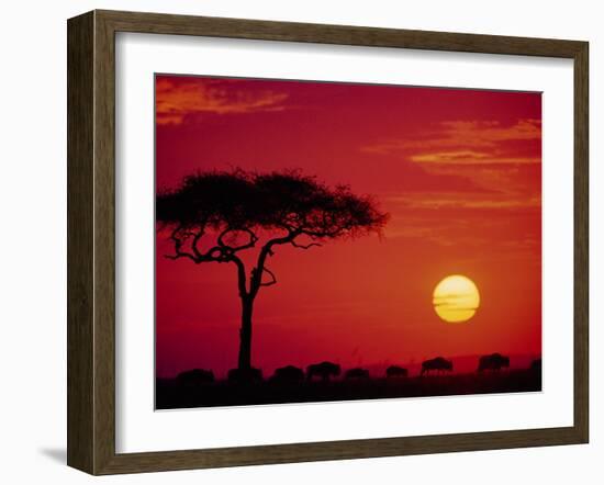 Wildebeest Migration, Masai Mara, Kenya-Dee Ann Pederson-Framed Photographic Print