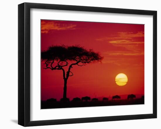 Wildebeest Migration, Masai Mara, Kenya-Dee Ann Pederson-Framed Photographic Print