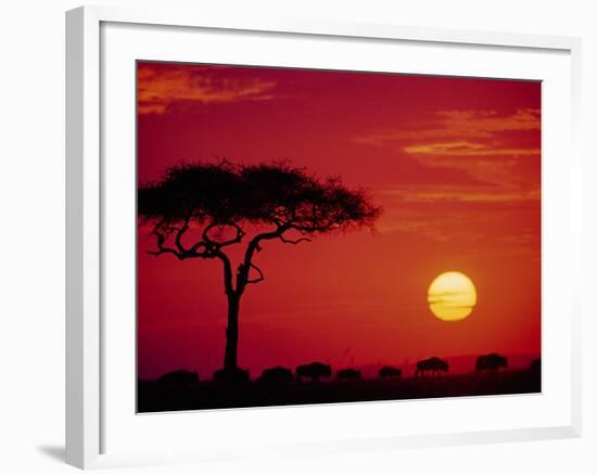 Wildebeest Migration, Masai Mara, Kenya-Dee Ann Pederson-Framed Photographic Print