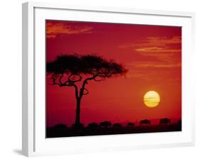 Wildebeest Migration, Masai Mara, Kenya-Dee Ann Pederson-Framed Photographic Print