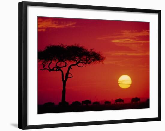 Wildebeest Migration, Masai Mara, Kenya-Dee Ann Pederson-Framed Photographic Print