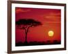 Wildebeest Migration, Masai Mara, Kenya-Dee Ann Pederson-Framed Photographic Print