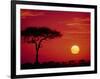 Wildebeest Migration, Masai Mara, Kenya-Dee Ann Pederson-Framed Photographic Print