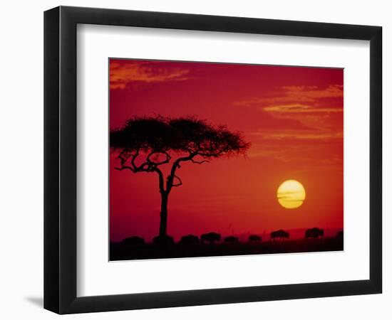 Wildebeest Migration, Masai Mara, Kenya-Dee Ann Pederson-Framed Photographic Print