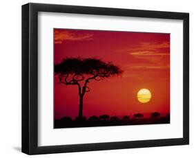 Wildebeest Migration, Masai Mara, Kenya-Dee Ann Pederson-Framed Photographic Print