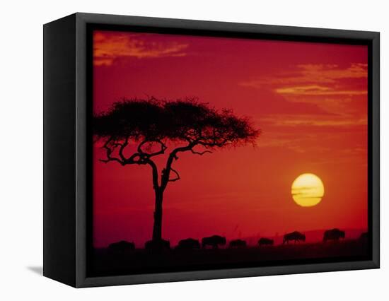 Wildebeest Migration, Masai Mara, Kenya-Dee Ann Pederson-Framed Stretched Canvas