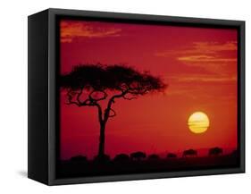 Wildebeest Migration, Masai Mara, Kenya-Dee Ann Pederson-Framed Stretched Canvas