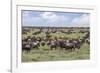 Wildebeest migration, Serengeti National Park, Tanzania, Africa-Adam Jones-Framed Photographic Print